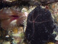 Brittle Starfish at Night